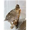 Image 2 : 4 Wall Hanging Bird Mounts
