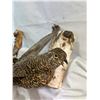 Image 3 : 4 Wall Hanging Bird Mounts