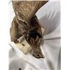 Image 5 : 4 Wall Hanging Bird Mounts