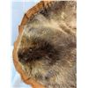 Image 2 : Beaver Pelt