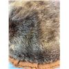 Image 3 : Beaver Pelt