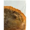 Image 6 : Beaver Pelt