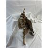 Image 1 : Hawk - Broad-Winged