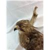 Image 2 : Hawk - Broad-Winged