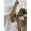 Image 3 : Hawk - Broad-Winged