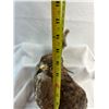 Image 7 : Hawk - Broad-Winged