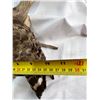 Image 8 : Hawk - Broad-Winged