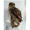Image 1 : Owl - Great Horned