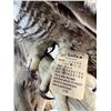 Image 2 : Owl - Great Horned