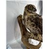 Image 3 : Owl - Great Horned