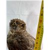 Image 8 : Owl - Great Horned