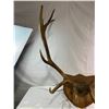 Image 2 : Elk Mount