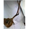 Image 7 : Elk Mount
