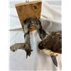 Image 3 : "Lunch Time" Merlin - Pigeon Hawk