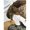 Image 7 : "Lunch Time" Merlin - Pigeon Hawk