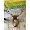 Image 1 : Caribou - Barren Ground NWT/Yukon Wall Mount