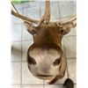 Image 2 : Caribou - Barren Ground NWT/Yukon Wall Mount