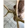 Image 8 : Caribou - Barren Ground NWT/Yukon Wall Mount