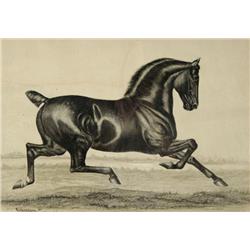 G. S. Richardson, Equestrian Drawing, Pen and Ink,