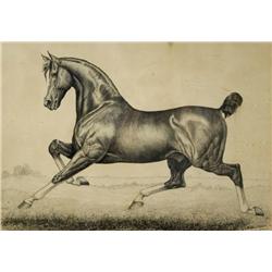 G. S. Richardson, Equestrian Drawing, Pen and Ink,