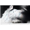 Image 2 : MARILYN MUNROE VINTAGE PHOTO SIGNED AND INSCRIBED (PSA ENCAPSULATED)