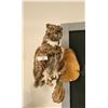 Image 1 : VINTAGE TAXIDERMY OWL