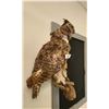 Image 2 : VINTAGE TAXIDERMY OWL