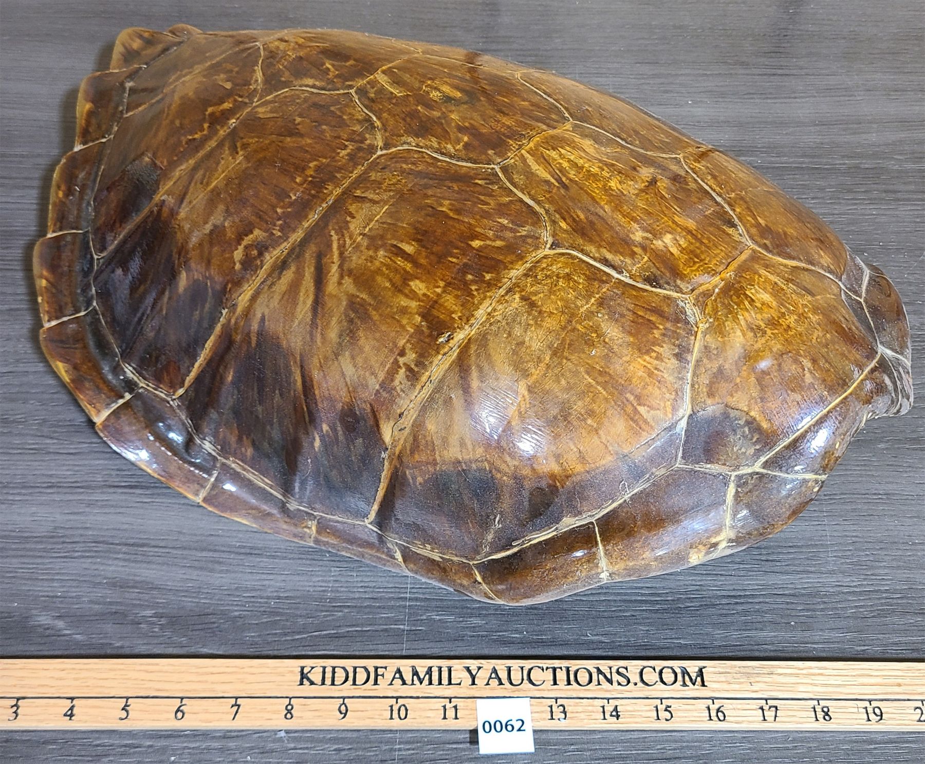 Large Turtle Shell Prop LARGE TURTLE SHELL - 22in LONG