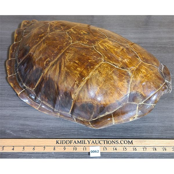 LARGE TURTLE SHELL - 22in LONG - Kidd Family Auctions