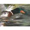 Image 2 : MALLARD DUCK - FRAMED OIL ON CANVAS - SIGNED - 26 x 38in