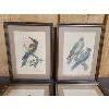 Image 3 : LOT OF 4 - FRAMED BIRD LITHOGRAPHS - 10 x 13.5in EACH