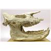 Image 1 : CHILOTHERIUM RHINO SKULL