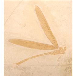 DRAGONFLY FROM SOLNHOFEN