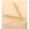 Image 1 : DRAGONFLY FROM SOLNHOFEN