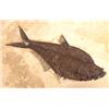 Image 1 : HUGE 17 INCH DIPLOMYSTUS