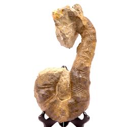 HUGE ABERRANT AMMONITE