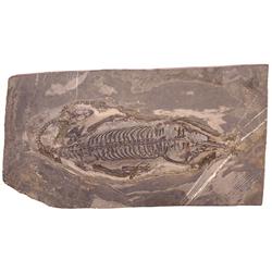 KUEICHOUSAURUS SKELETON