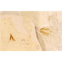 PAIR OF DINOSAUR FEATHERS