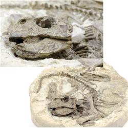 PSITTACOSAURUS DINOSAUR IN MATRIX