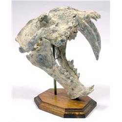 SABER TOOTHED CAT SKULL