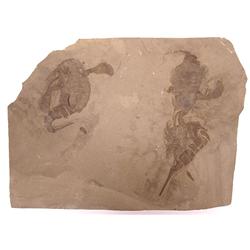 THREE EURYPTERIDS, SEA SCORPIONS