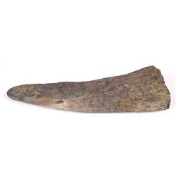 TRICERATOPS BROW HORN