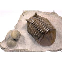 TRILOBITE WITH EYE STALKS