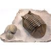 Image 1 : TRILOBITE WITH EYE STALKS