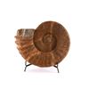 Image 1 : Rare Ammonite Large 20" Fossil