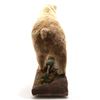 Image 8 : Alaskan Full Mount Grizzly Professional Taxidermy