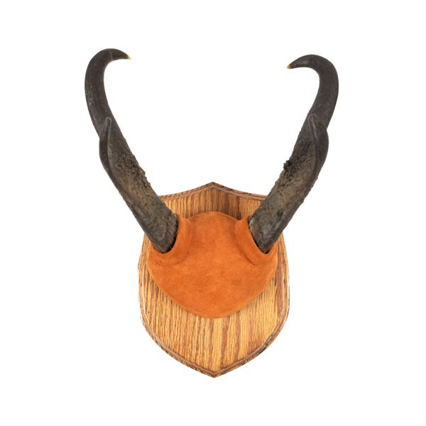 Wyoming Pronghorn Taxidermy Wood Plaque Mount