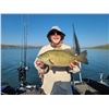 Image 2 : FORT PECK GUIDED FISHING TRIP - MONTANA