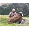Image 14 : NEW ZEALAND HUNT FOR TWO HUNTERS IN PURSUIT OF RED STAG, GOAT AND RAM