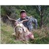 Image 9 : NEW ZEALAND HUNT FOR TWO HUNTERS IN PURSUIT OF RED STAG, GOAT AND RAM